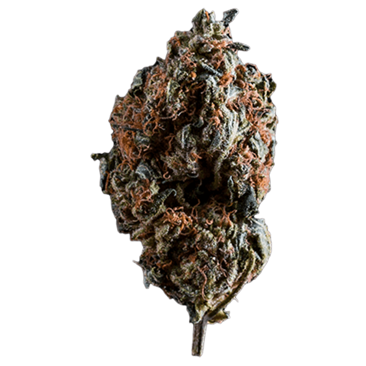 OG Shark | BC Weed Edible Canada OG Shark | BC Weed Edible Canada