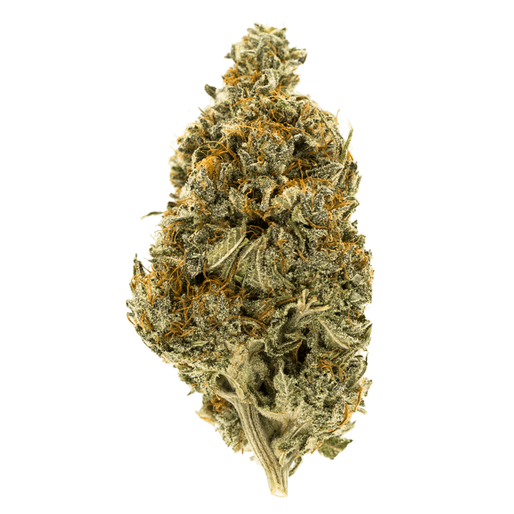 Westcoast Sour Diesel | BC Weed Edible Canada Westcoast Sour Diesel | BC Weed Edible Canada